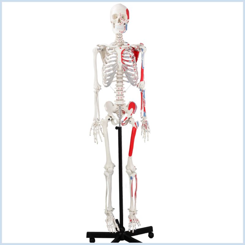 Wellden Medical Life-Size Anatomical Human Skeleton Model